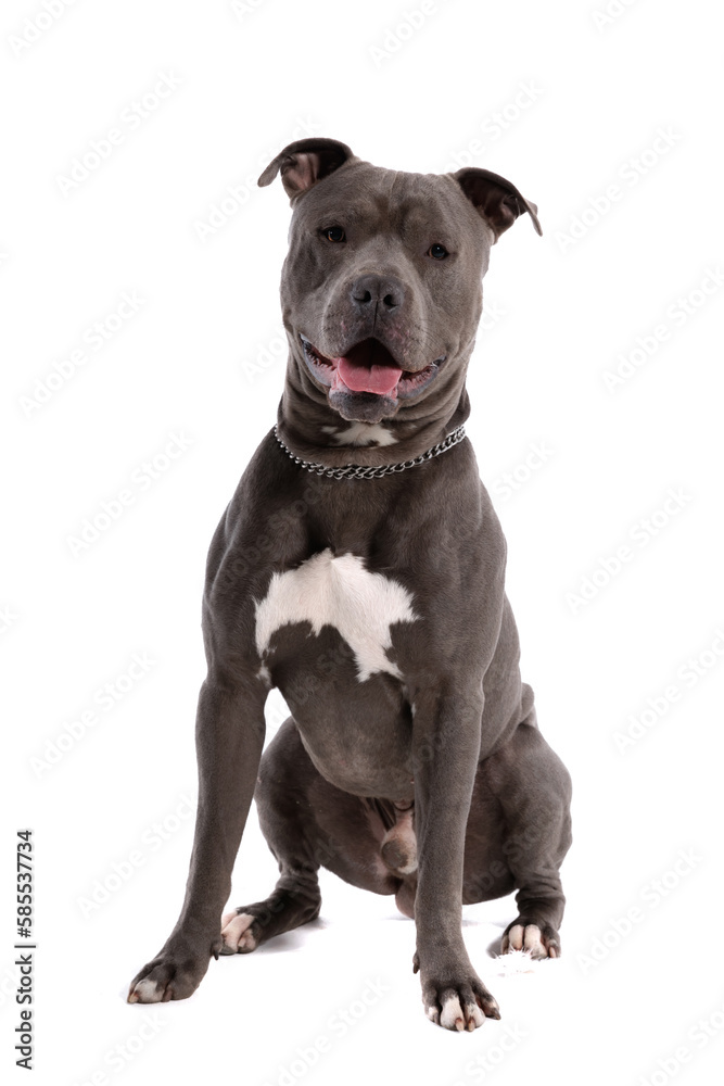 American Staffordshire Terrier dog sitting and sticking out tongue