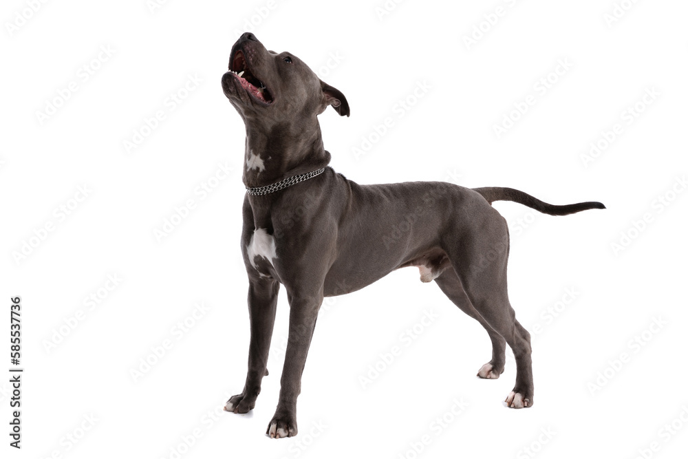 American Staffordshire Terrier dog standing and panting