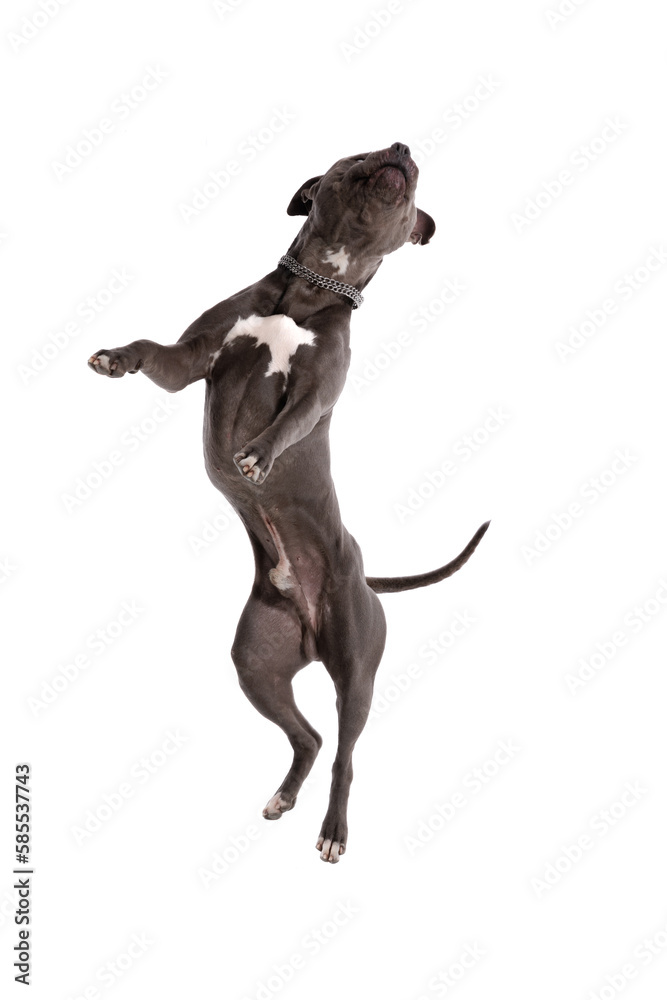 American Staffordshire Terrier dog dancing from side to side American Staffordshire Terrier dog dancing from side to side