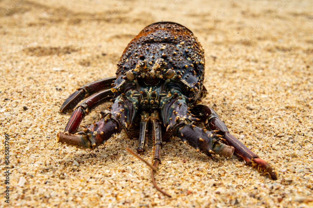 Large crustacean crab close-up. Macro photo. Photography for tourism background, design and advertising