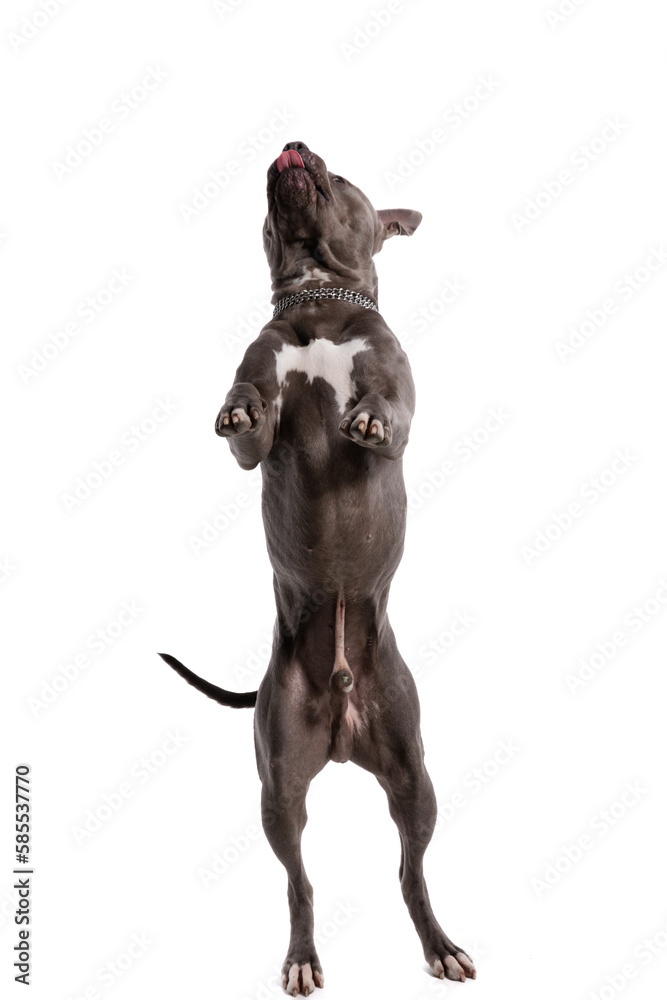 American Staffordshire Terrier dog dancing on hind legs and panting