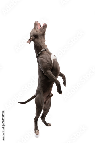 American Staffordshire Terrier dog dancing and singing out loud