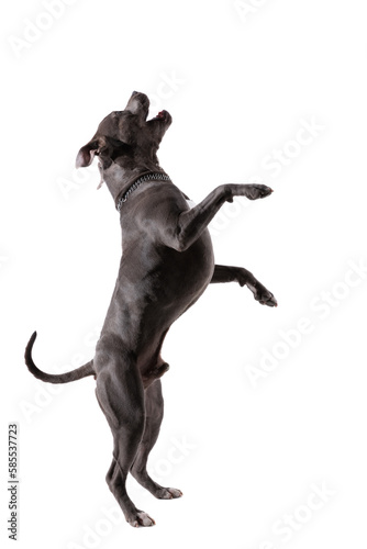 American Staffordshire Terrier dog dancing on hind legs and singing