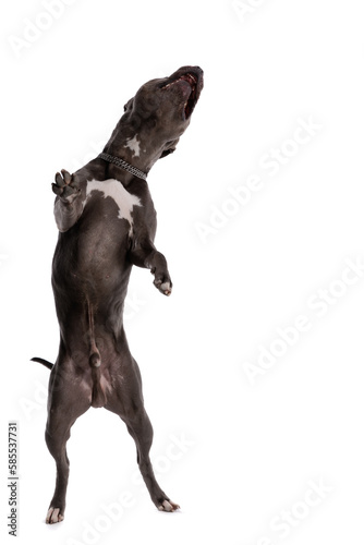 American Staffordshire Terrier dog having a good time dancing