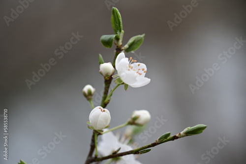 branch of a blossoming cherry