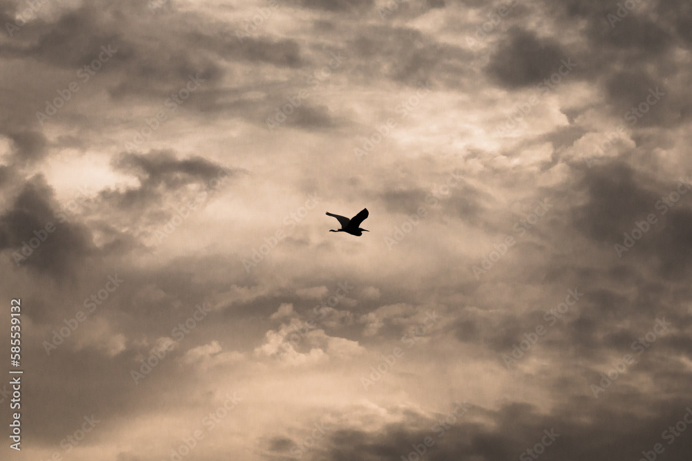 Egret (Ardea garzetta) in a stormy sky