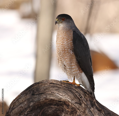 Épervier de cooper dans son environnement naturrel
