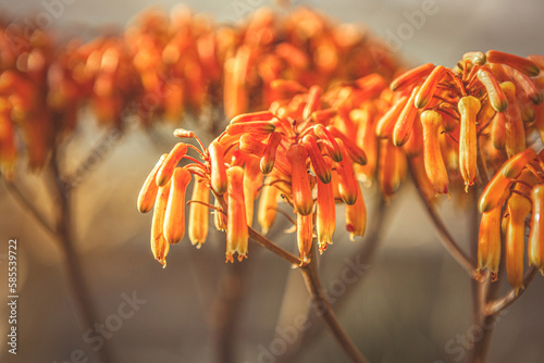 Macro close-up of orange aloe asphodelaceae blossoms photo