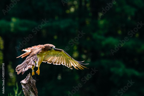 Red Tailed Hawk in Flight - Ontario Canada  © mynewturtle