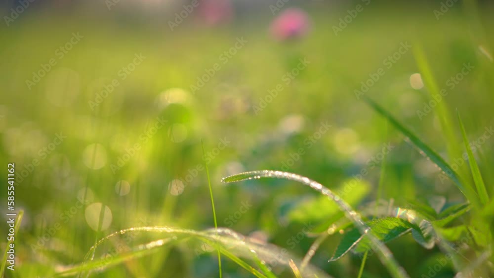 Close up of green summer grass and clover flower with dew drops sparkling in the morning sun sway in lite wind. Summer concept. Close up of green summer grass and clover flower with dew drops sparkling in the morning sun sway in lite wind. Summer concept.
