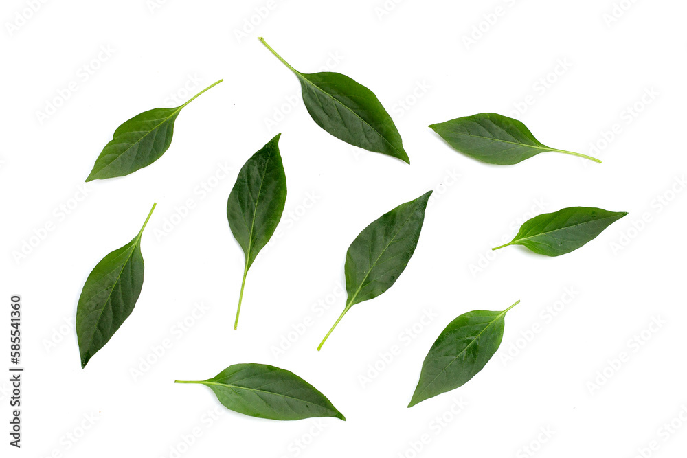 Fototapeta premium Green leaves of chili peppers on white.