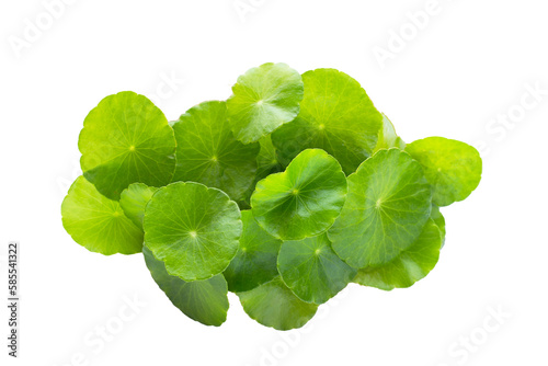 Fresh green centella asiatica leaves or water pennywort plant