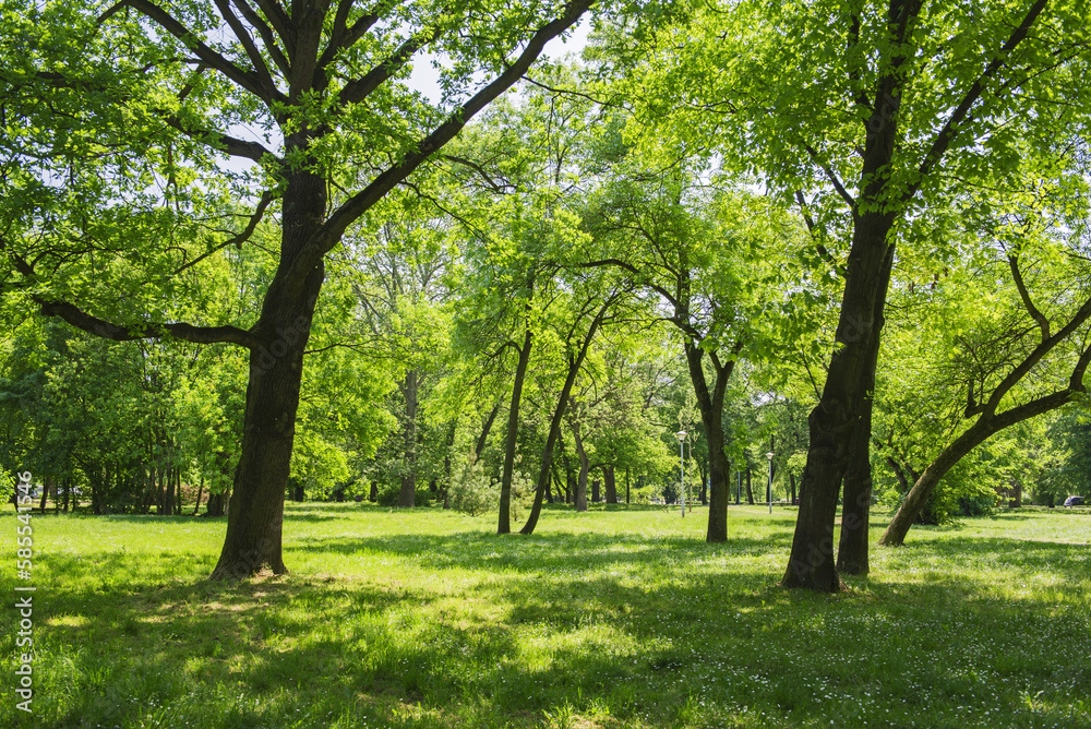 Meadow and forest in the park in the spring Meadow and forest in the park in the spring