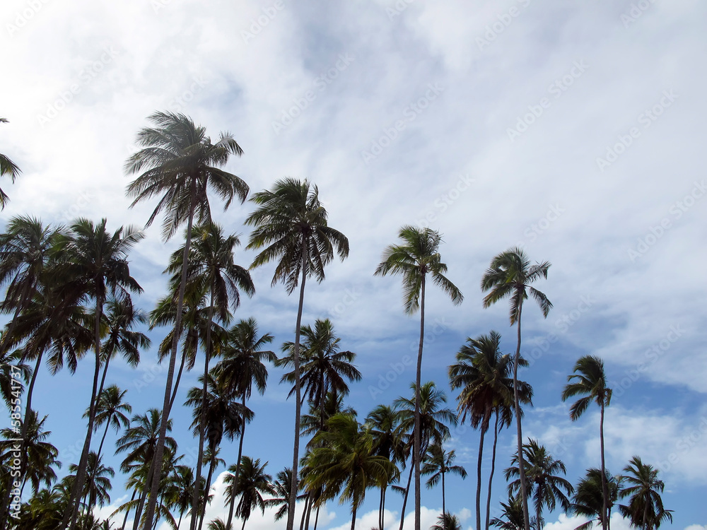 coconut trees and clear day - vacation, beach and happy day concept
