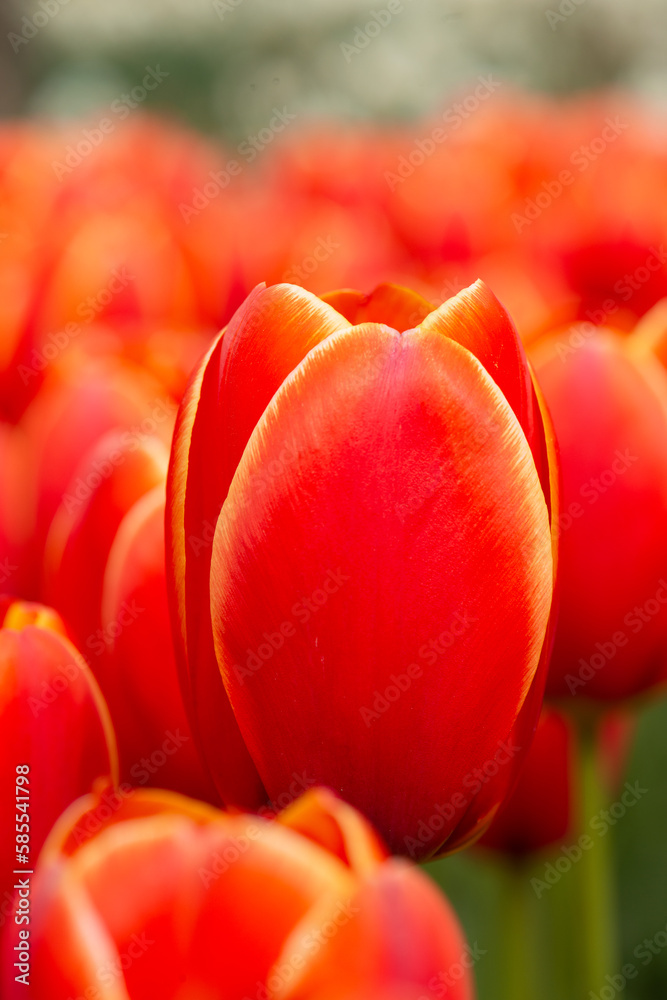 Close up of a beautiful red and yellow tulip in a park Close up of a beautiful red and yellow tulip in a park