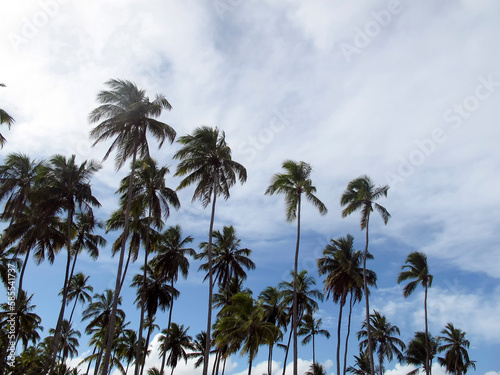 coconut trees and clear day - vacation, beach and happy day concept © sidneydealmeida