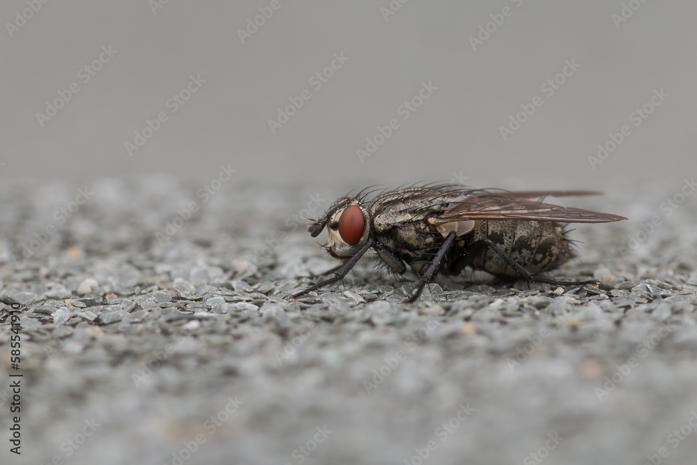 Side view of a common flesh fly (Sarcophaga camaria) Side view of a common flesh fly (Sarcophaga camaria)