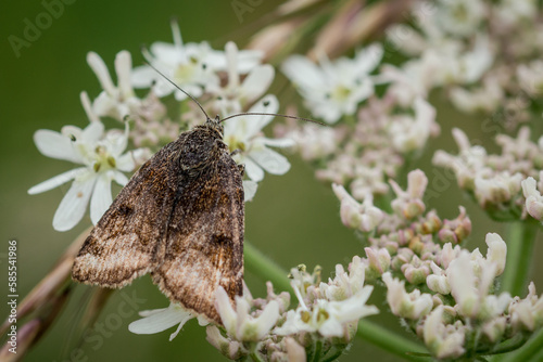 Common rustic moth (Mesapamea secalis) on a white flower photo