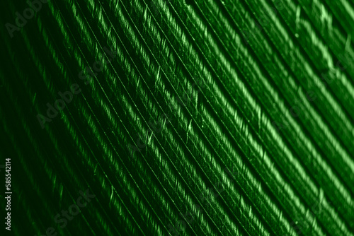 The surface of a green feather with visible texture and details in macro enlargement.
