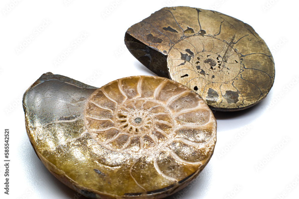 Macro slices of opalized and pyrite ammonite, ammolite crystal silicate and fools gold silver metal fossil isolated on a white background surface