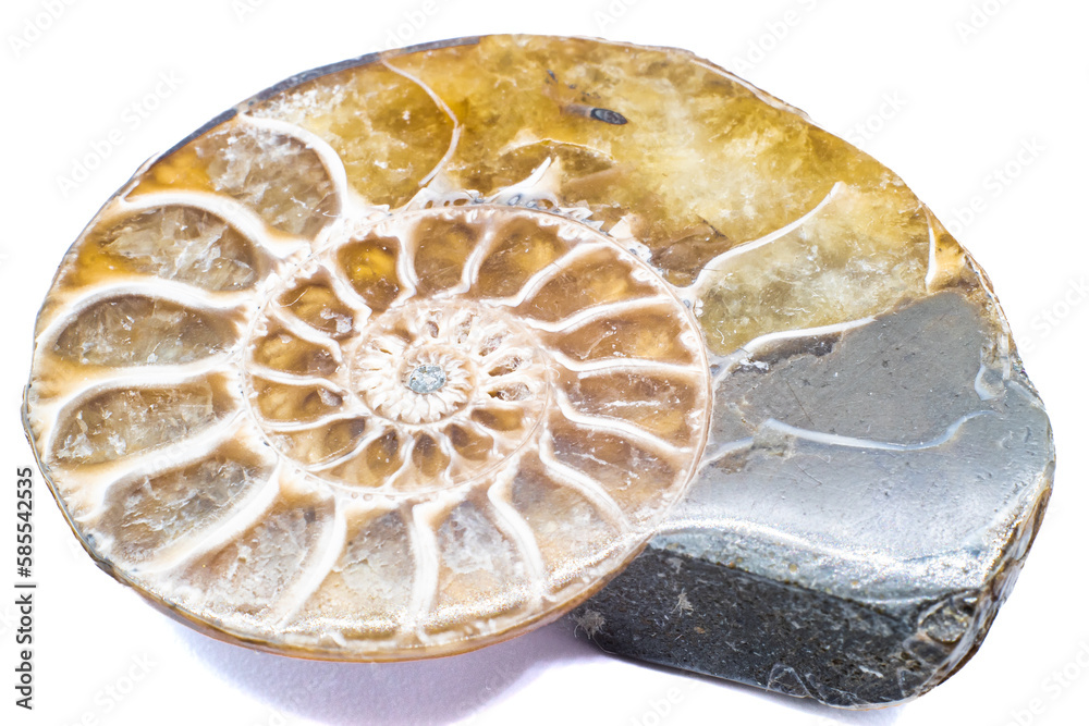 Macro slices of opalized and pyrite ammonite, ammolite crystal silicate and fools gold silver metal fossil isolated on a white background surface Macro slices of opalized and pyrite ammonite, ammolite crystal silicate and fools gold silver metal fossil isolated on a white background surface