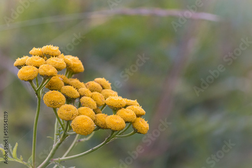 Tansy flower (Tanacetum vulgare)