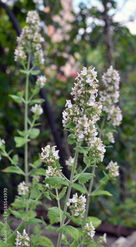 Fototapeta premium Flowering melissa (Melissa officinalis) flowers