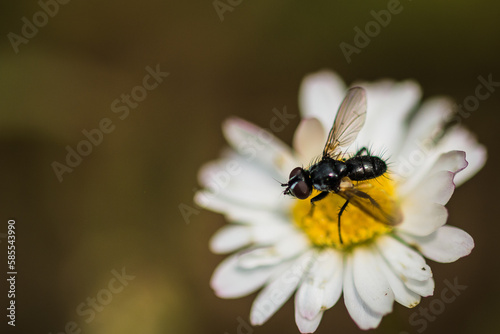 Small black fly (Phania funesta) © Claire Haskins