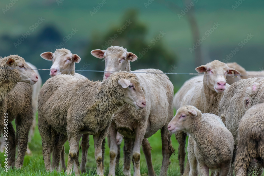 Farm animal agriculture in countryside Farm animal agriculture in countryside