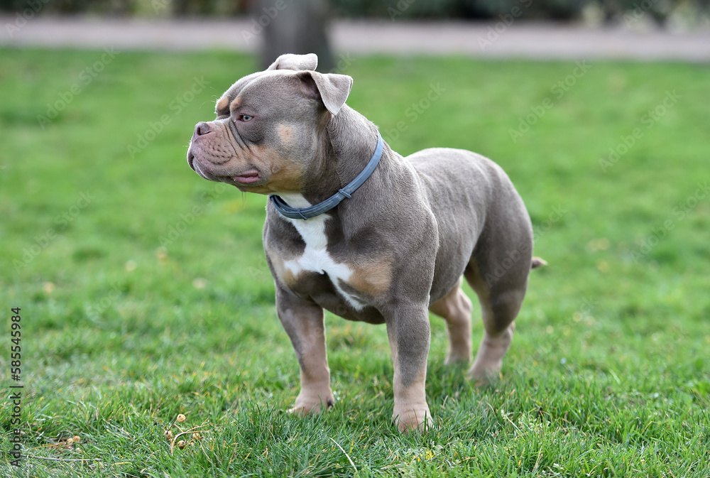 a strong american buly dog in the park a strong american buly dog in the park