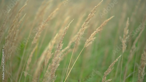 Close up of wild reeds grass sway on wind in slow motion. Phragmites or common reeds. photo