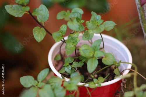 Menthe à la maison