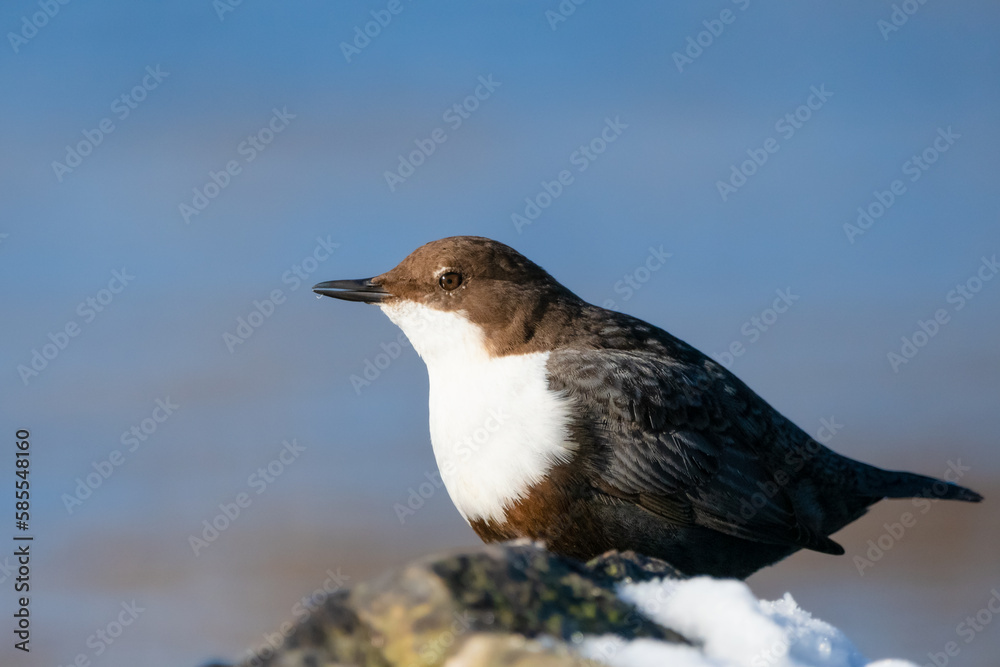 Dipper on the rock Dipper on the rock