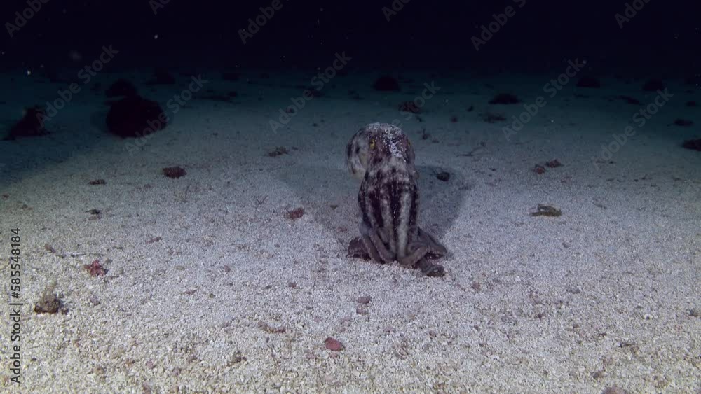Marine life - Octopus swimming away from the camera Marine life - Octopus swimming away from the camera