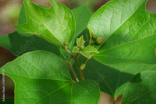 Gossypium arboreum (Also known cotton plant, kapas) leaves photo