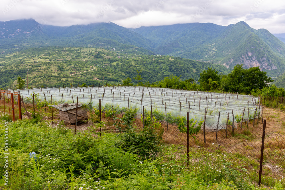 Countryside vineyard in Georgia covered with protective vineyard netting, protection from insects, birds and hail. Khvamli Mountain range in Racha region in Georgia.