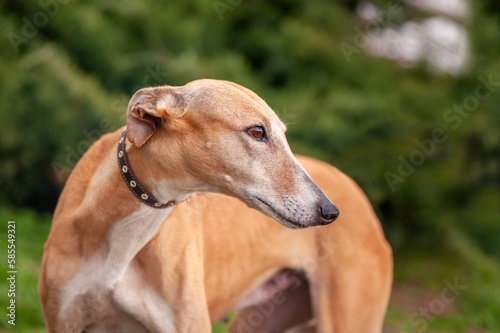 Canvas Print Red greyhound dog looking back closeup portrait