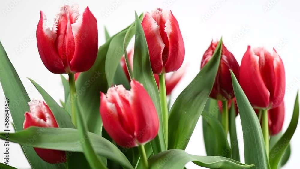 Tulip flowers bunch. Blooming red with white tulips flower isolated on white background. Big bouquet of tulips. Holiday gift, birthday. Buds of Beautiful flowers. Valentine's Day gift, Easter, slowmo Tulip flowers bunch. Blooming red with white tulips flower isolated on white background. Big bouquet of tulips. Holiday gift, birthday. Buds of Beautiful flowers. Valentine's Day gift, Easter, slowmo