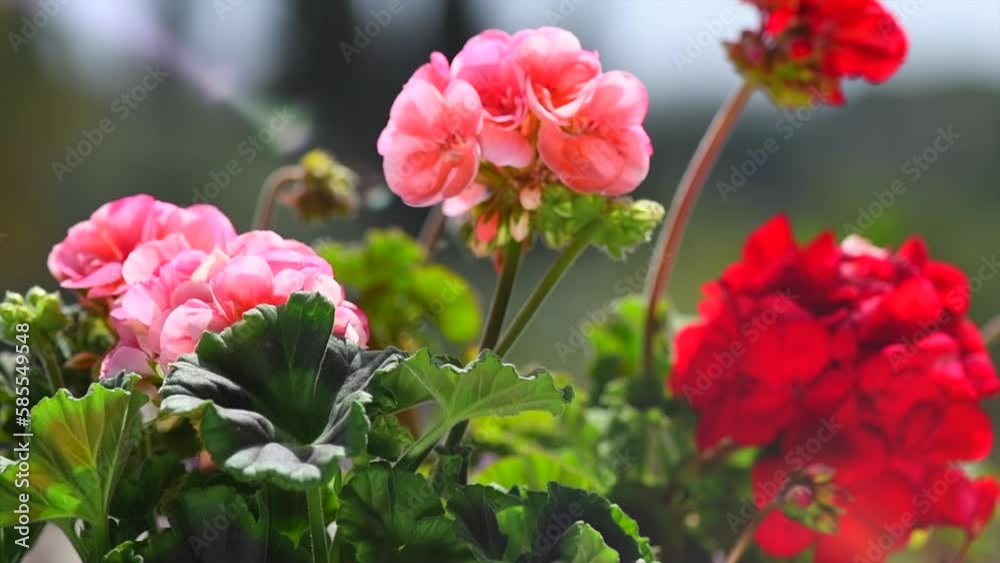 Geranium red and pink flower. Beautiful geranium flowers blooming on a terrace, outside. Nature. Slow motion. Pelargonium. Geranium Peltatum. Garden, gardening. Slow motion Geranium red and pink flower. Beautiful geranium flowers blooming on a terrace, outside. Nature. Slow motion. Pelargonium. Geranium Peltatum. Garden, gardening. Slow motion