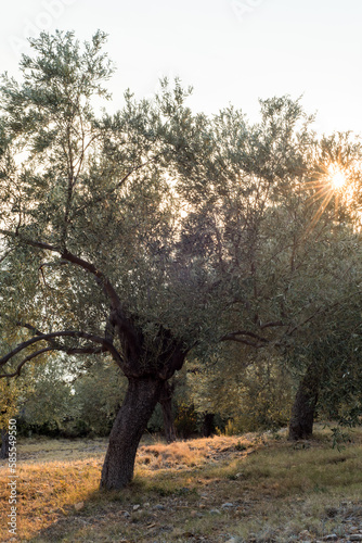 Bl  tterdach eines Olivenbaums wird von Abendsonne im Sonnenuntergang durchleuchtet
