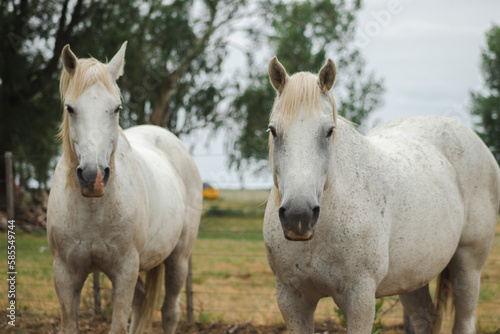 Fototapeta Naklejka Na Ścianę i Meble -  white horse on the farm
