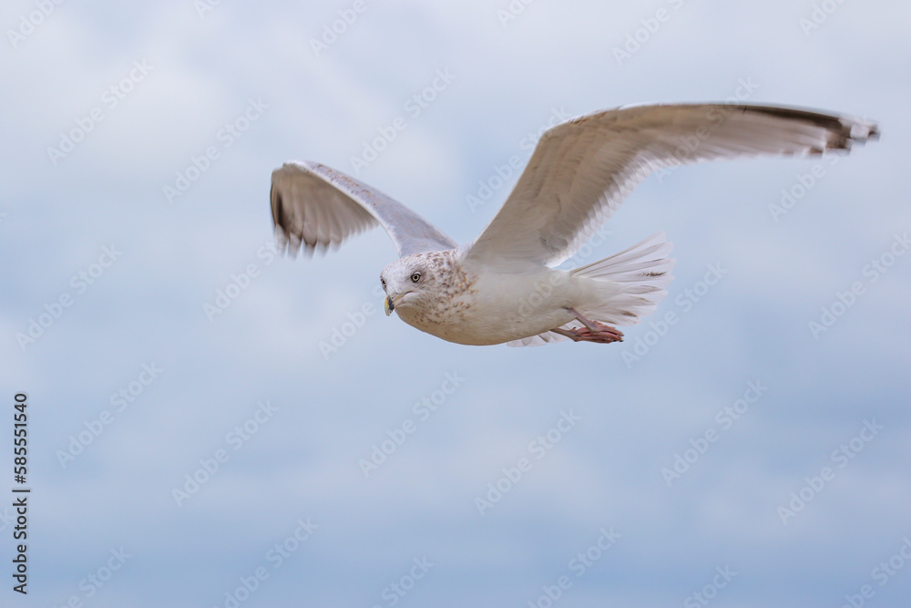 Obraz premium European Herring Gull (Larus argentatus) flying, the Netherlands