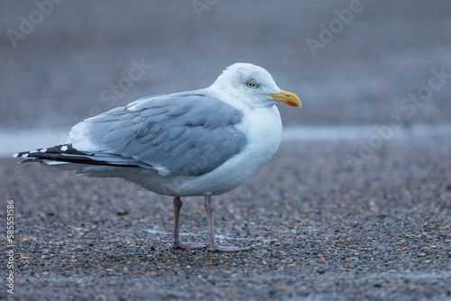 European Herring Gull (Larus argentatus), the Netherlands