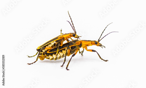 Chauliognathus marginatus - margined leatherwing or margined soldier beetle, side profile view of breeding pair isolated on white background photo
