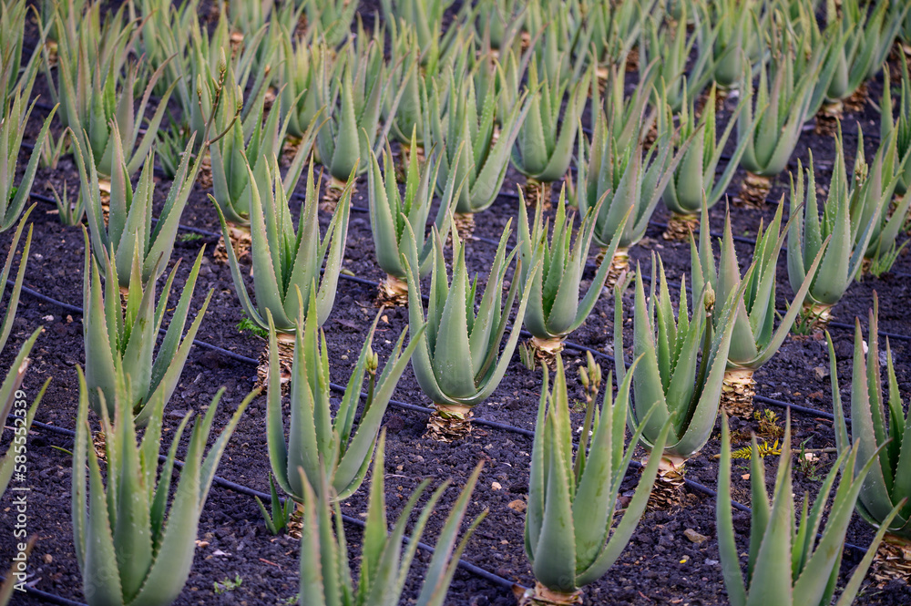 Obraz premium Aloe vera plantation, cultivation of aloe vera, healthy plant used for medicine, cosmetics, skin care, decoration