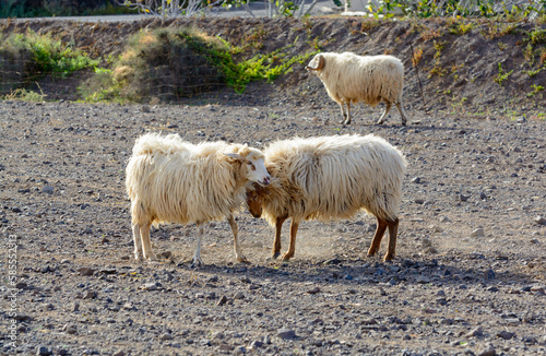Fototapeta Naklejka Na Ścianę i Meble -  Shaggy rams walking on ploughed field on bio cheese farm on Fuerteventura, Canary Islands, Spain