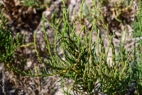 Salicornia edible plants growing in salt marshes, beaches, named also glasswort, samphire, sea beans, samphire greens, sea asparagus, Fuerteventura, Canary islands, Spain