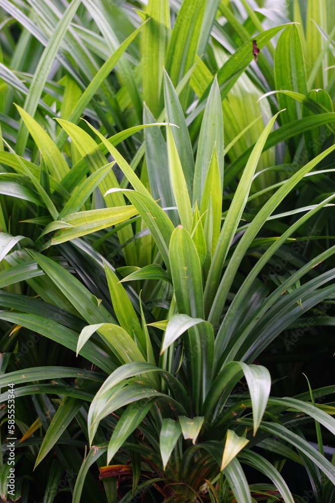 Pandanus amaryllifolius (Indonesian called pandan wangi) with a natural background. Indonesian use it to give food with special aroma Pandanus amaryllifolius (Indonesian called pandan wangi) with a natural background. Indonesian use it to give food with special aroma