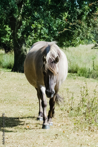 Konik pony (Equus ferus caballus) on a path
