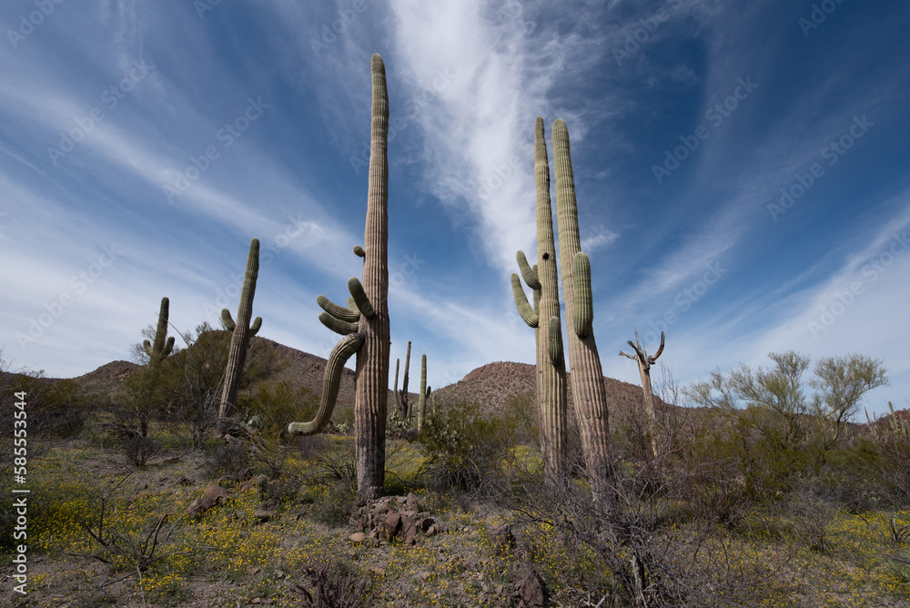 Saguaro Cactus (Carnegiea gigantea) and wild flowers